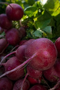 Easter egg radishes, fresh vegetables. Original public domain image from Flickr