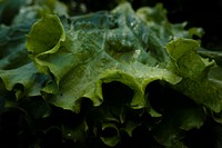 Green Leaf Lettuce, fresh vegetable. Original public domain image from Flickr