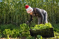 A member of Sang Lee Farms staff picks lettuce, in Peconic, New York, November 5, 2021.  (FPAC photo by Preston Keres). Original public domain image from Flickr