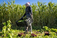 A member of Sang Lee Farms staff picks lettuce, in Peconic, New York, November 5, 2021. (FPAC photo by Preston Keres). Original public domain image from Flickr