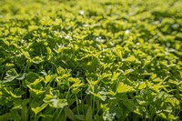 Green parsley field. Original public domain image from Flickr