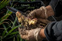 Farmer harvests ginger. Original public domain image from Flickr