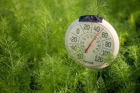 Fennel plant, temperature controlled farm. Original public domain image from Flickr