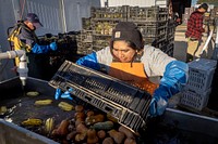 Sang Lee Farms staff clean freshly picked Squash, in Peconic, New York, November 5, 2021. (FPAC photo by Preston Keres). Original public domain image from Flickr