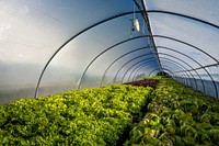 Greenhouse agriculture, vegetable farming. Original public domain image from Flickr