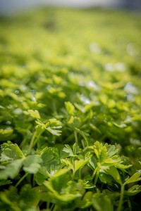 Fresh parsley plant, farming. Original public domain image from Flickr