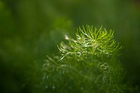 Fennel shrubs, fresh farm herbs. Original public domain image from Flickr