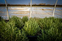 Rosemary plants at Sang Lee Farms. Original public domain image from Flickr