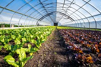 Greenhouse agriculture, vegetable farm. Original public domain image from Flickr