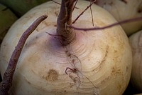 Watermelon radish, closeup shot, vegeatable. Original public domain image from Flickr