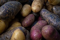 Fingerling potatoes, corps. Original public domain image from Flickr