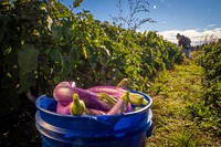 Asian Eggplant, vegetable picking. Original public domain image from Flickr