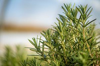 Rosemary shrub, fresh herbs. Original public domain image from Flickr
