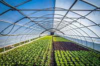 Greenhouse agriculture, vegetable farm. Original public domain image from Flickr