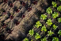 Vegetable farm, agriculture, aerial view. Original public domain image from Flickr