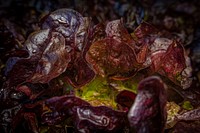  Red Oak Lettuce, vegetable background. Original public domain image from Flickr