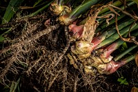 Harvested ginger, fresh herbs & spices. Original public domain image from Flickr