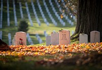 Veterans Day observance, national cemetery. Original public domain image from Flickr