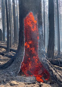 Tree trunk burning intensely. Original public domain image from Flickr