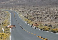 Horses crossing road, wild animals, countryside. Original public domain image from Flickr