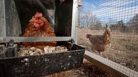 Brown hen in coop, farm animal. Original public domain image from Flickr