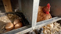 Fresh eggs, hen, farm animals. Original public domain image from Flickr