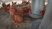 Chicken coop, brown hen, farm animal. Original public domain image from Flickr