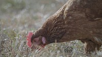 Chicken pecking food, farm animals. Original public domain image from Flickr