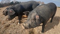 Black pig, cute farm animal. Original public domain image from Flickr