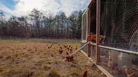 Chicken coop, free range hens. Original public domain image from Flickr