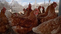 Brown hens, livestock, farm chicken. Original public domain image from Flickr