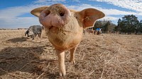 Pig snout, farm animal portrait. Original public domain image from Flickr