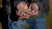 Cereal Rye in farmer's hands.