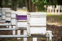 U.S. Department of Agriculture USDA Agricultural Research Service ARS Research Geneticist Arian Avalos, checks the condition control bees; he and other researchers have identified a particular region in gentle Africanized honey bee genome that contributes to reduced colony defensive behavior at the Honey Bee Breeding, Genetics, and Physiology Research Unit in Baton Rouge, LA, on December 10, 2021. Research Leader Lanie Bilodeau at the Honey Bee Breeding, Genetics and Physiology Research Unit uses a pipet in support of research that is directly related to improving honey bee stock and honey bee management. USDA Media by Lance Cheung.