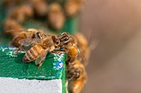  Honey bees, close up shot.