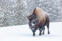 A lone bull bison saunters down the road during a winter storm.