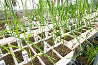 Sugar cane plant.