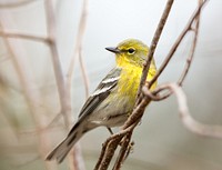 Pine Warbler bird.