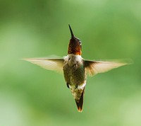 Male Ruby-throated Hummingbird. 