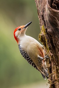 Male Red-bellied Woodpecker.