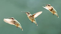 Hummingbird Flight Sequence. 