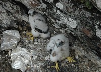 Chicks on Stony Man NestPart of the Peregrine Falcon reintroduction project, 2006