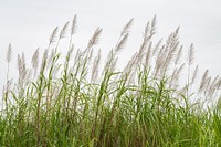 Varieties of Energy Cane.