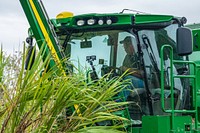 U.S. Department of Agriculture USDA Agricultural Research Service ARS Sugarcane Research Unit scientists developed and released a new high-fiber variety of sugarcane, or energy cane, Ho 06-9002, in Houma, LA, and continue their research on December 13, 2021. Sugarcane is one of the most efficient producers of biomass of all plant species and can be used as a renewable fuel. The new variety has a high fiber content, excellent regrowth ability over 4 to 5 years, is cold-tolerant, has a high stalk population, and produces excellent biomass yields. Ho 06-9002 showed no symptoms of brown rust or smut when exposed to high levels of natural inoculum. Mosaic disease, caused by either sugarcane mosaic virus or sorghum mosaic virus, was not observed in the variety under natural field conditions. Its most significant attribute is cold tolerance and the ability to yield high biomass in non-traditional sugarcane growing regions. Here, the Sugarcane Research Unit Tractor Operator Jerome Guidry harvests energy cane with a combine while research geneticists, scientists, and technicians hand tag and bundle samples from test crops in these rows of sugarcane. The ground staff stand at markers that identify the variety along the row and signal the combine harvester operator when the blades reach the marker. Then each small harvest is transferred to a weigh wagon and hopper wagon. Ten canes of each variety are collected, tagged, and bundled for delivery to the USDA ARS Sugarcane Research Unit at Ardoyne Farm for weighing and testing. Onboard the harvester and hopper units, GPS and scale systems record the harvest weight and location of each variety.These test plots are at the Spanish Trails Farm near Houma, La. The ongoing studies are conducted in cooperation with the Department of Energy; university extensions, and industry organizations.usda.govars.usda.govars.usda.gov/southeast-area/houma-la/sugarcane-research/USDA Media by Lance Cheung.