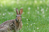 Cottontail rabbit. Original public domain image from Flickr