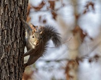 Eastern Gray Squirrel.