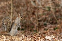 Eastern Gray Squirrel in the Forest.