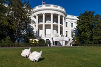 The National Turkey Federation brings turkeys Peanut Butter and Jelly to the South Lawn, Friday November 19, 2021, ahead of the President’s Turkey Pardoning Ceremony at the White House. (Official White House Photo by Cameron Smith) This official White House photograph is being made available only for publication by news organizations and/or for personal use printing by the subject(s) of the photograph. The photograph may not be manipulated in any way and may not be used in commercial or political materials, advertisements, emails, products, promotions that in any way suggests approval or endorsement of the President, the First Family, or the White House.