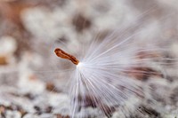 Milkweed Seed MacroNPS | N. Lewis Macro photo of milkweed pod, seeds (_MG_2974_MilkweedSeeds_Macro_nl)