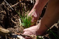 A pair of hands press a seedling into the earth